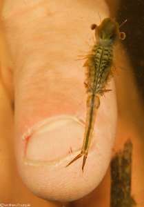 Chirocephalus diaphanus_freshwater branchiopod by Mathieu Foulquié 